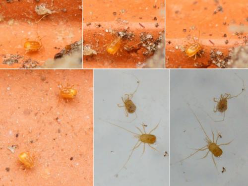 Réf. 211 614 : Podocinum sagax